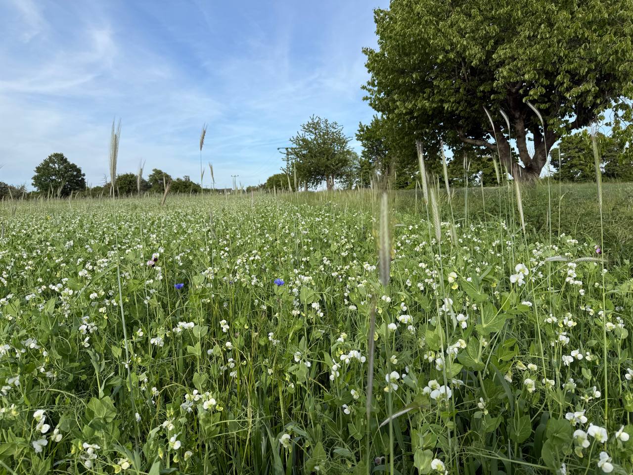 Die Linsen-Revolution: Warum dein Herz (und die Wissenschaft) recht haben